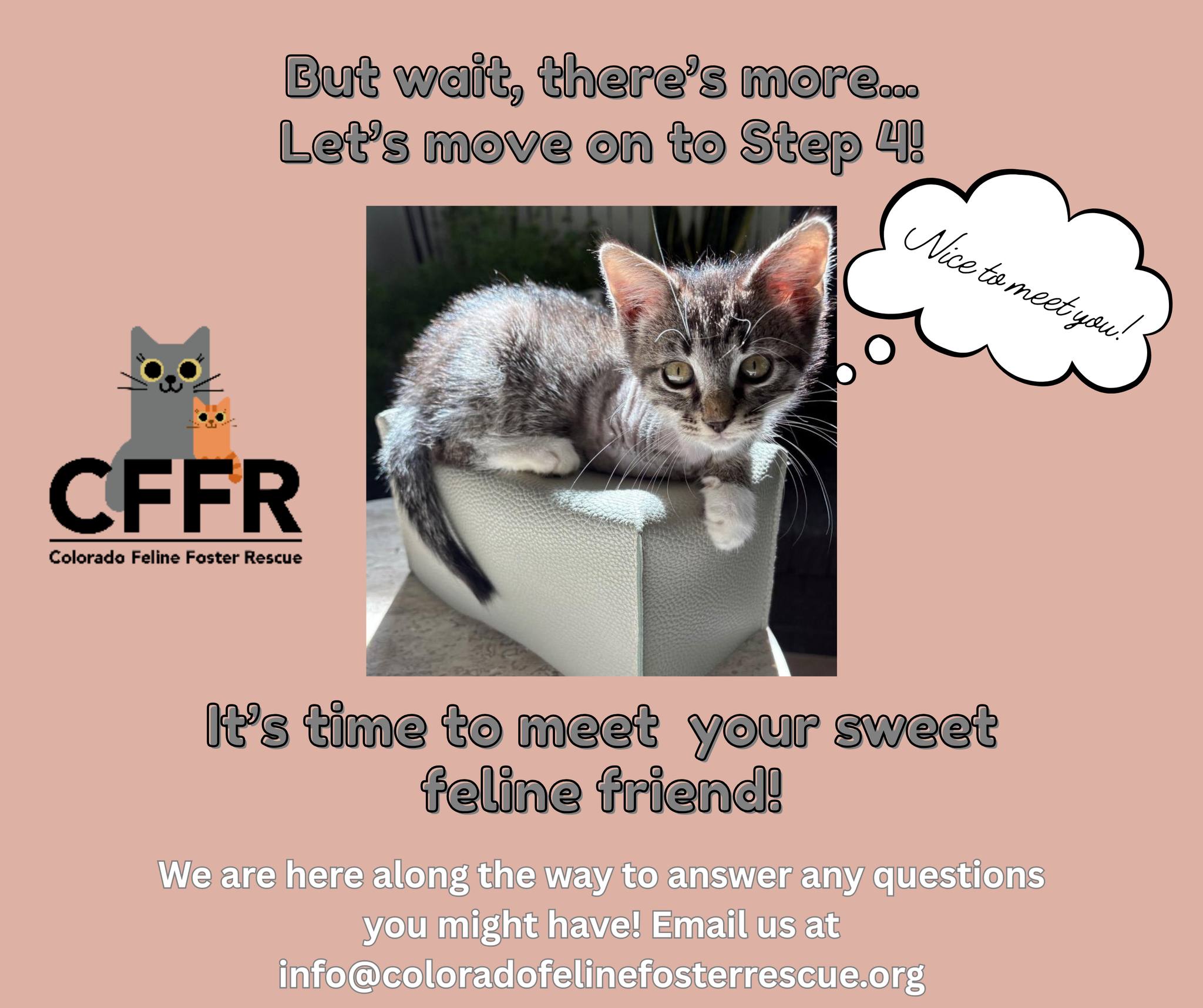 Colorado Feline Foster Rescue