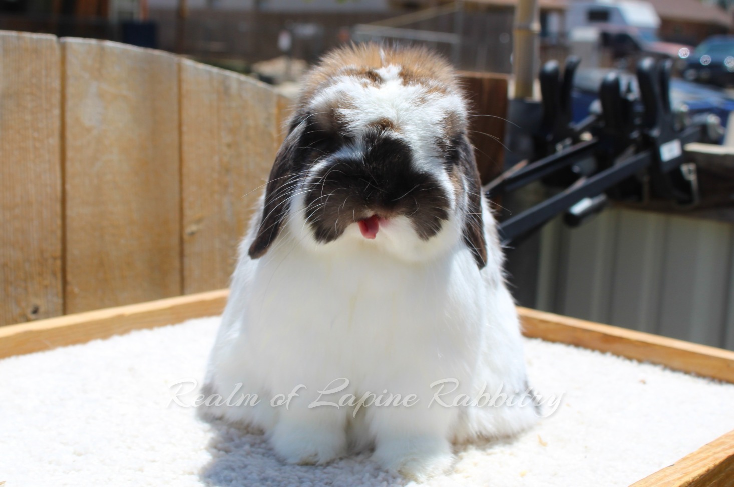 Realm of Lapine Rabbitry