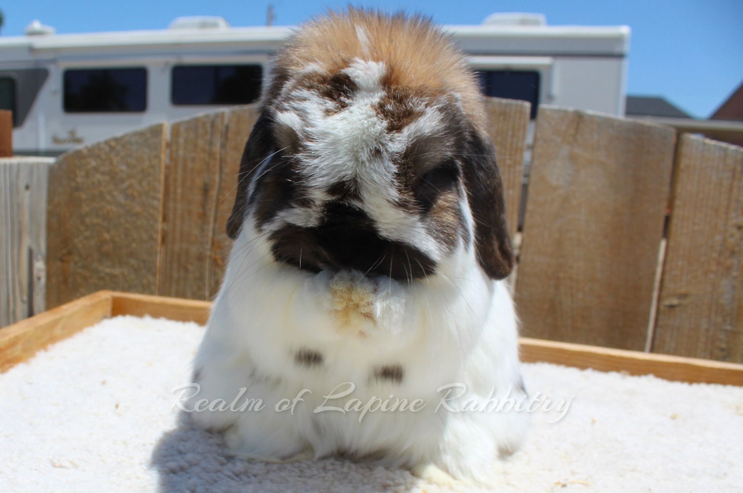 Realm of Lapine Rabbitry