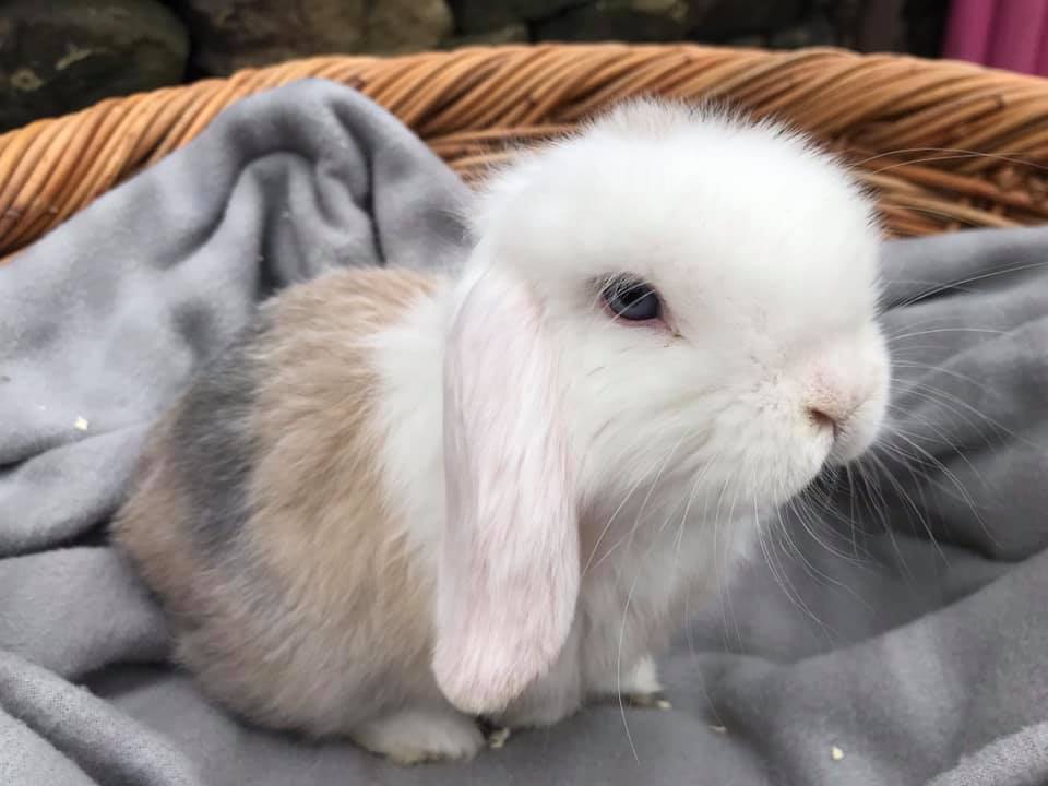 Rabbit Garden - Hiccup and Astrid are little cuties!...