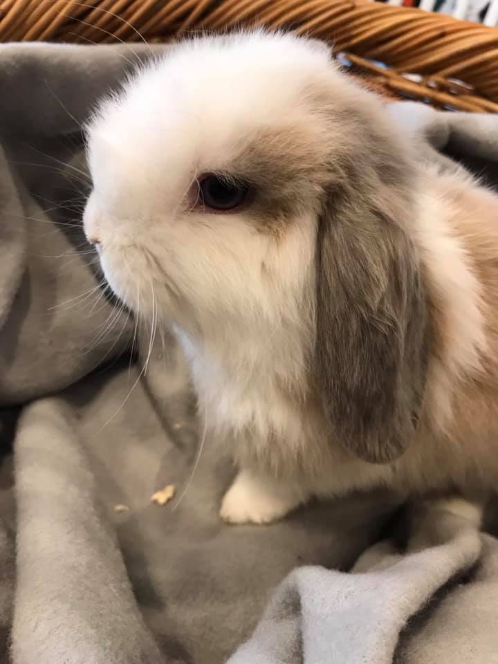 Rabbit Garden - Hiccup and Astrid are little cuties!...