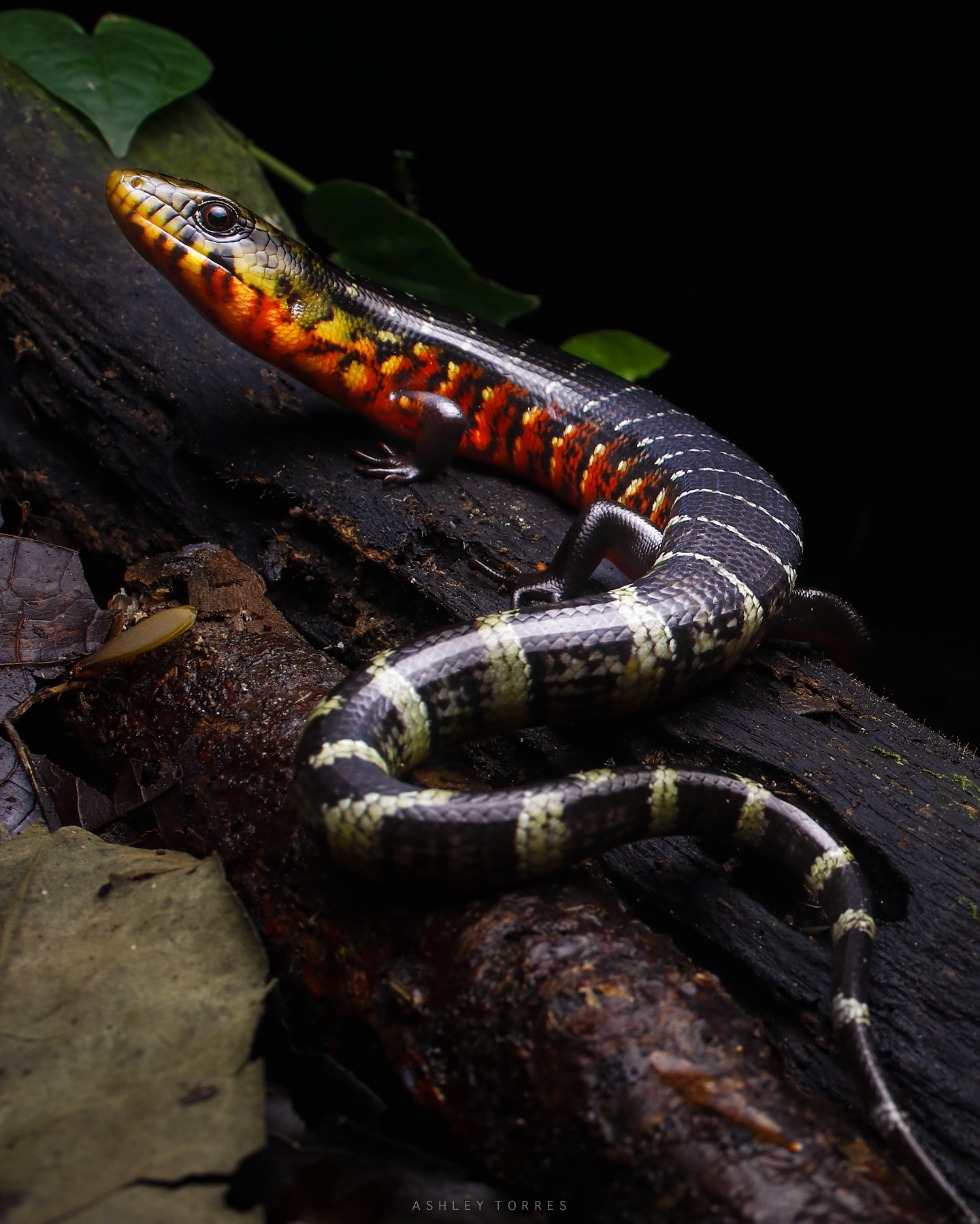 Rainbow galliwasp lizard spotted in Colombia's Chocoan rainforest
