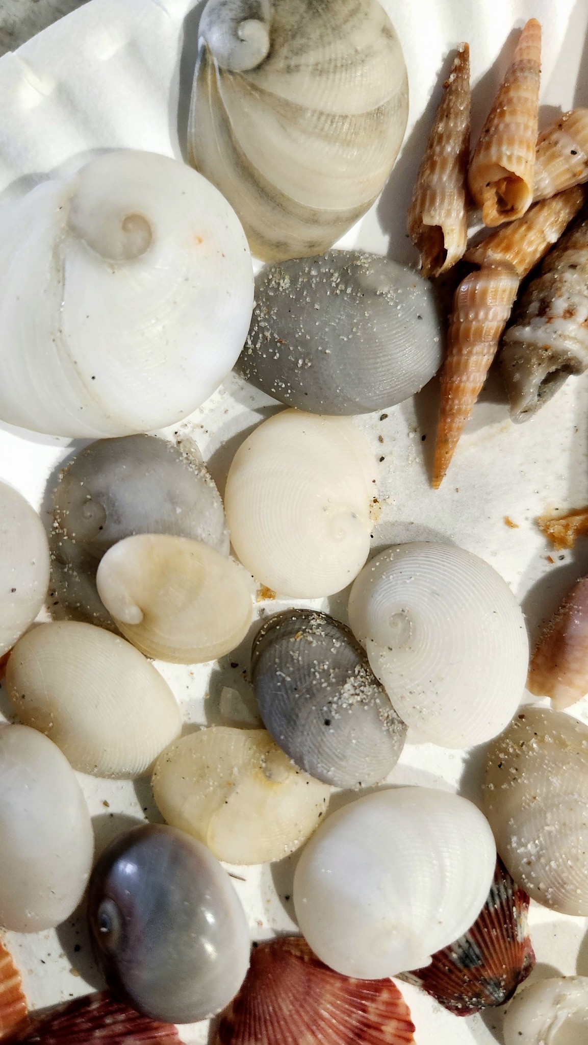 Sherry's Shells and... - Sherry's Shells and Seaglass