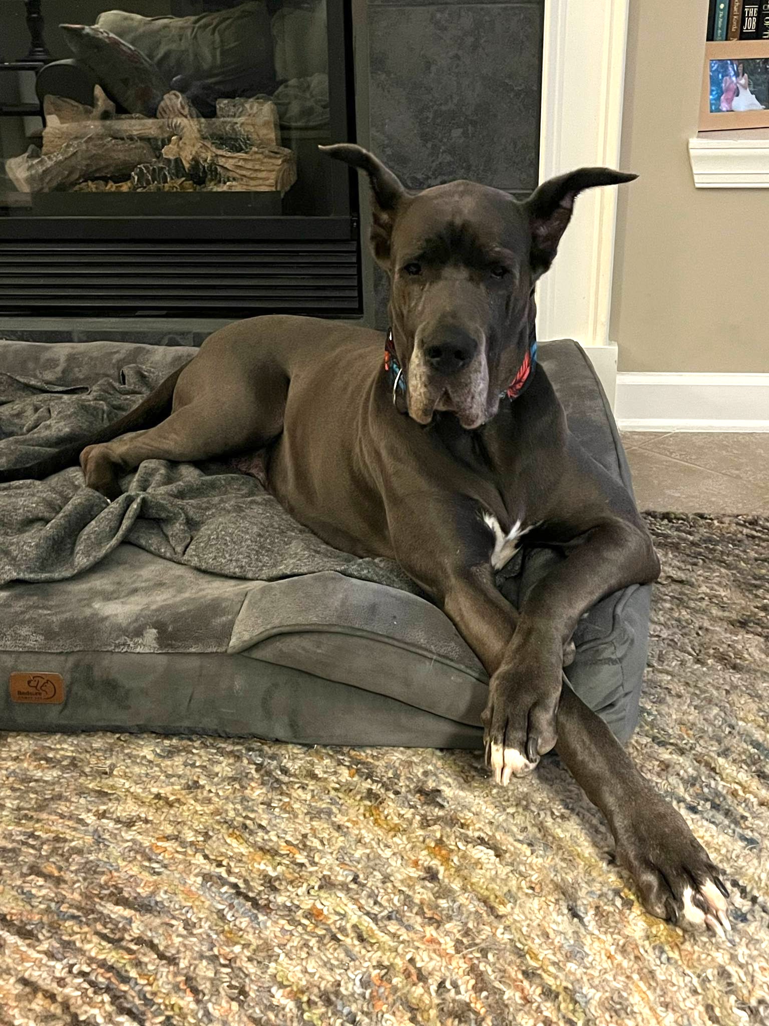 Great Dane Friends of... - Great Dane Friends of Ruff Love