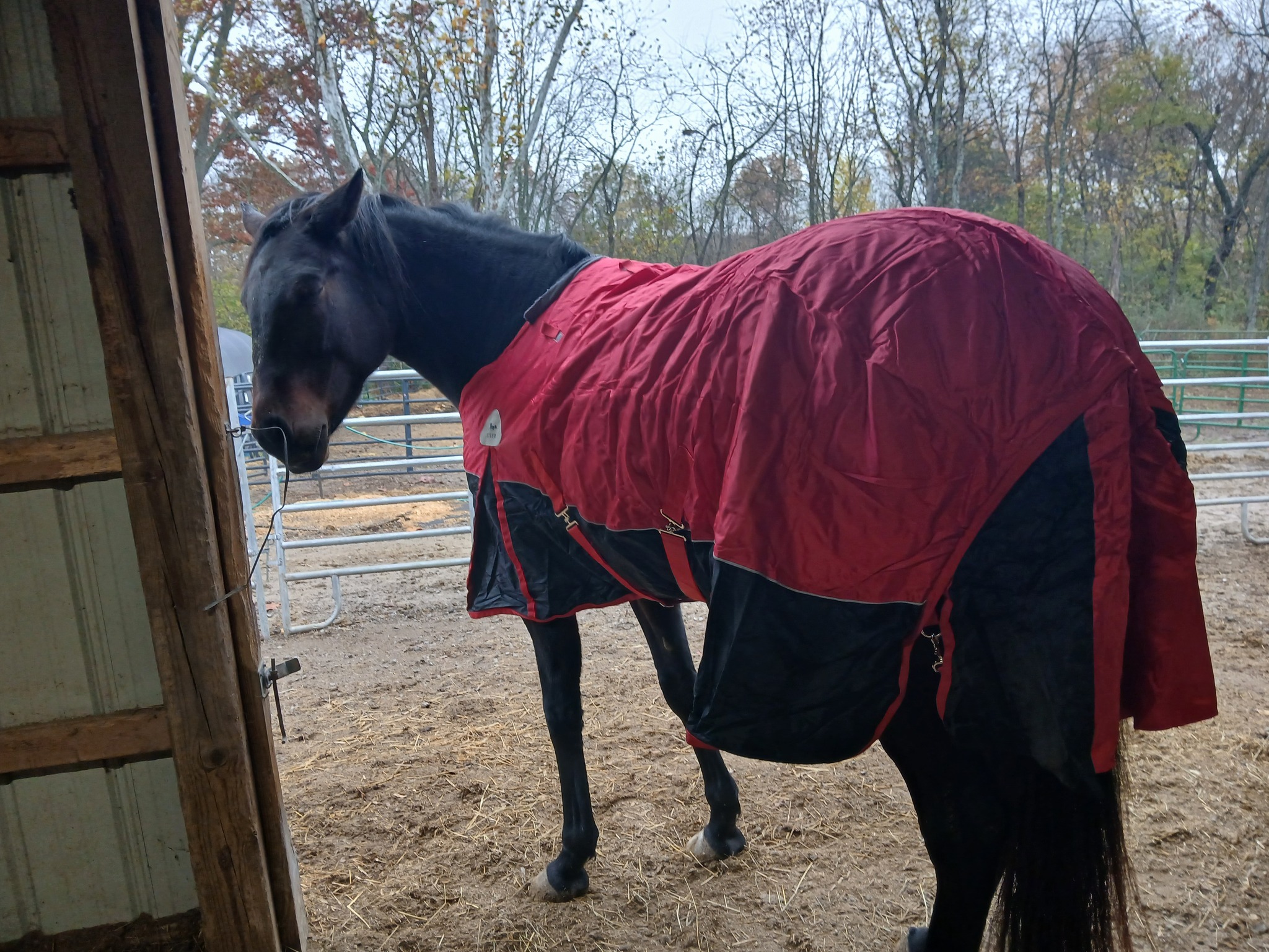 Fighting Chance Rescue 501... - Fighting Chance Rescue 501 c3