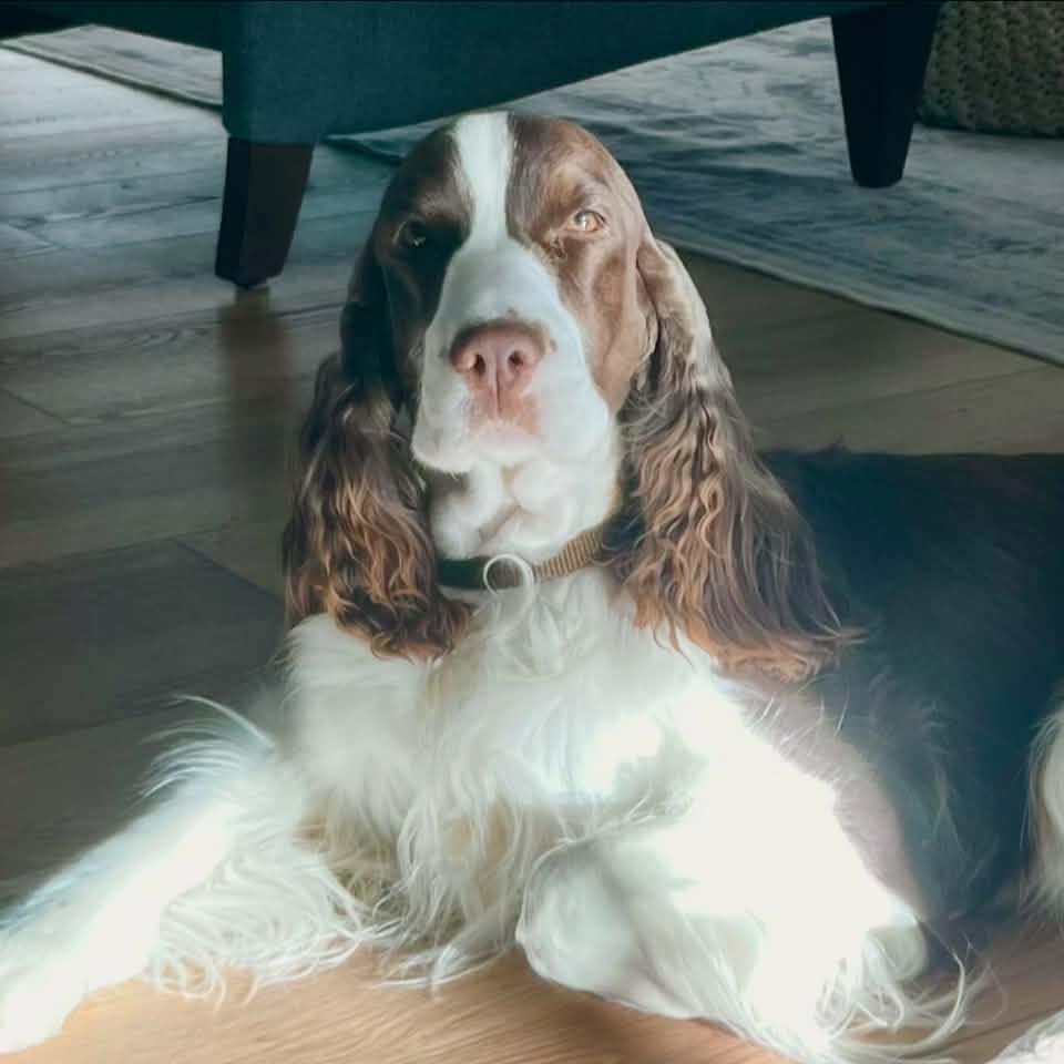 Springer Spaniel Owners Club | Facebook