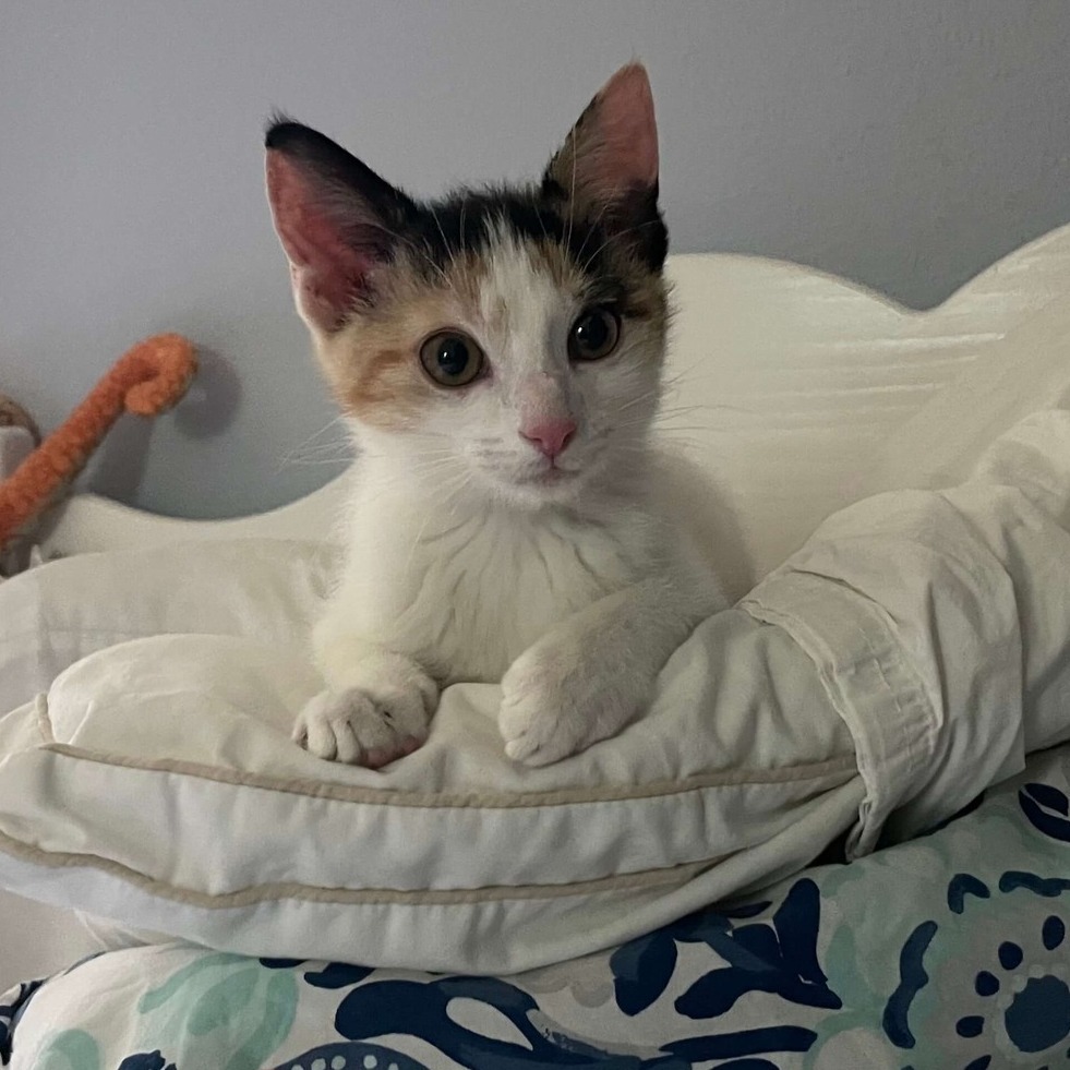 Colorado Feline Foster Rescue