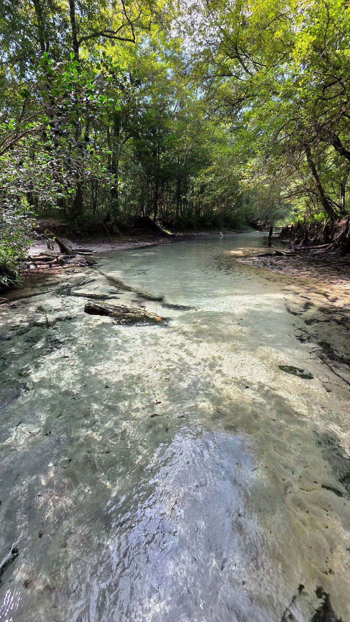 This Spring run is... - Florida Panhandle Springs and Fossils | Facebook