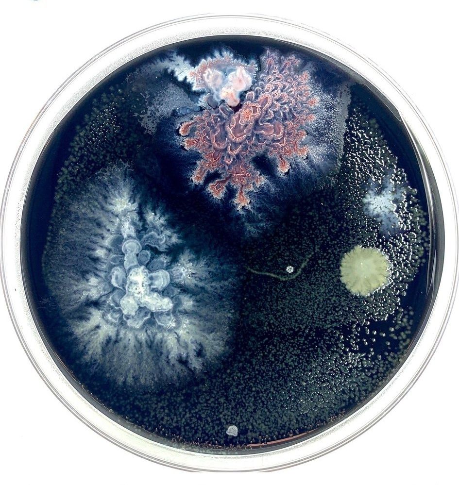 P.Willinckii Bacteria Sporeling Raised for about four years.