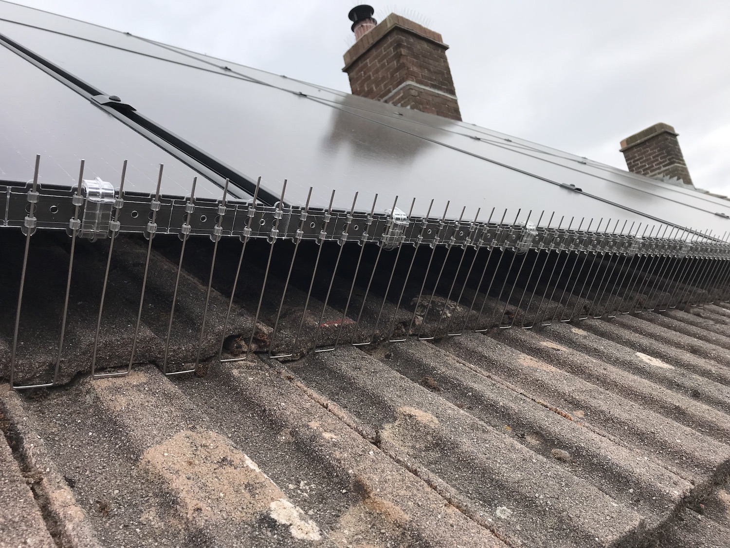 Best Pest Control Weymouth