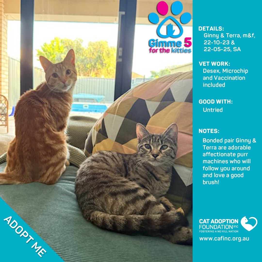 Photo inspiration: Visual Reference: Cat 2 For 1 Deal Ready For Adoption Ginny And