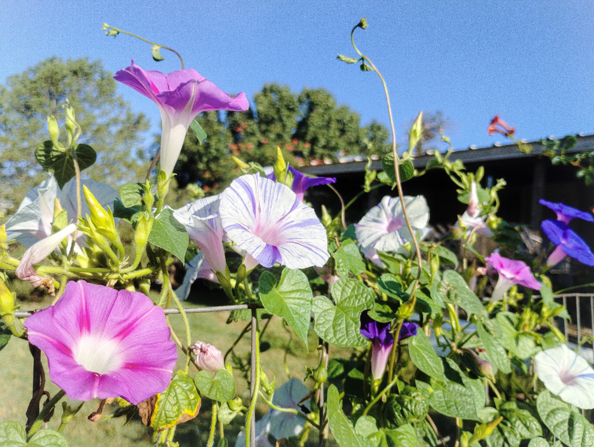 What are the differences between the v3 and v4 morning glory?