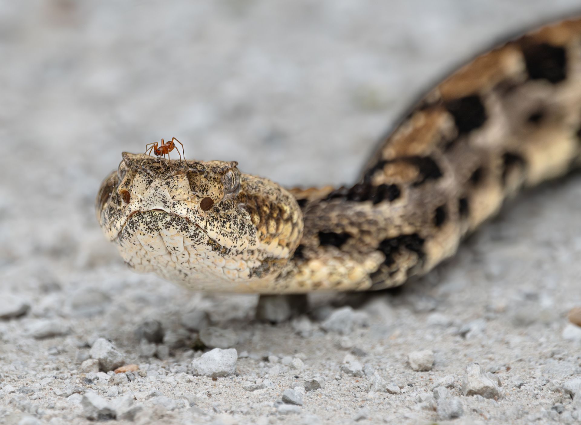 iNaturalist.org - Ever seen a Timber Rattlesnake (Crotalus horridus ...