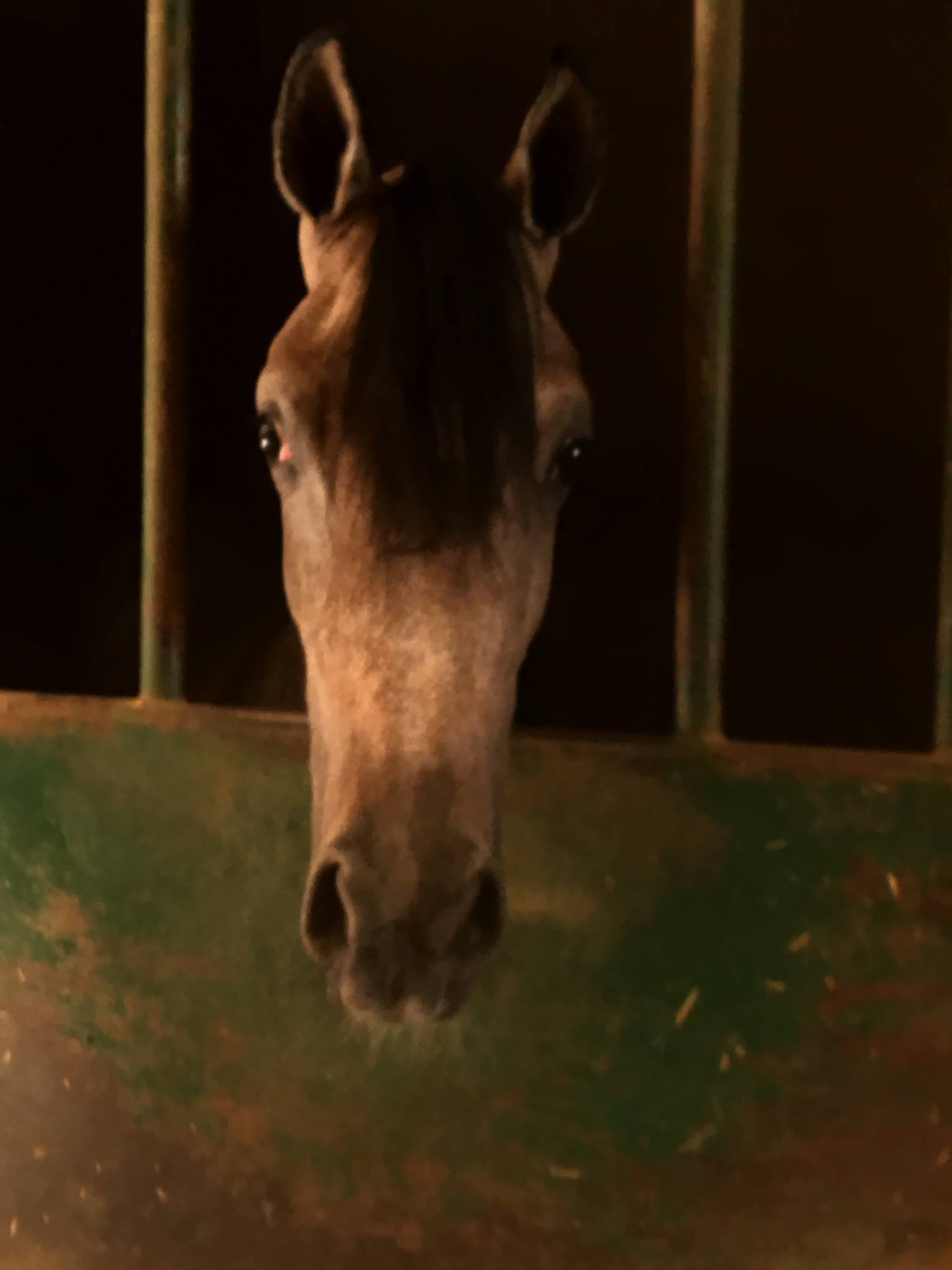 NB Stables | Cairo