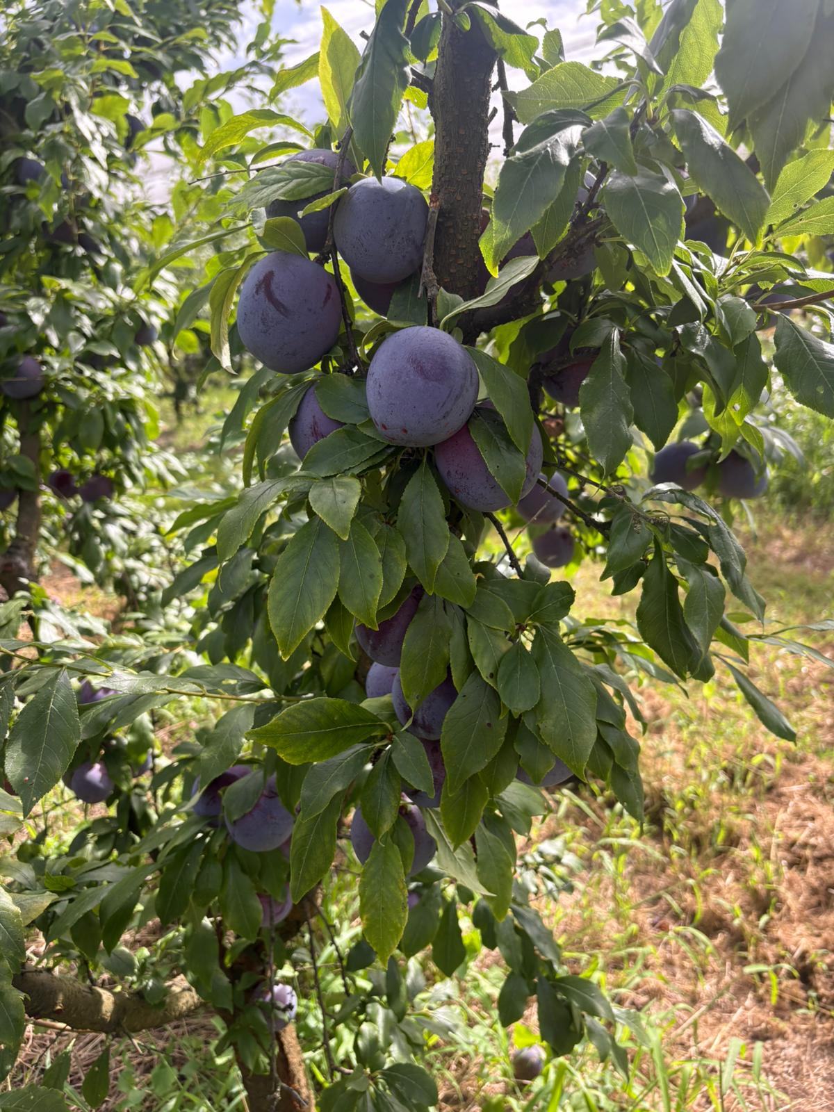 Hybrid-Ag - The Fall Fiesta plums are in! 🍑 Harvest is... | Facebook