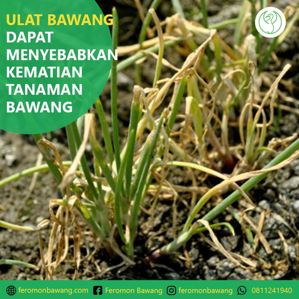 Feromon Bawang - Serangan ulat bawang dapat mengganggu... | Facebook