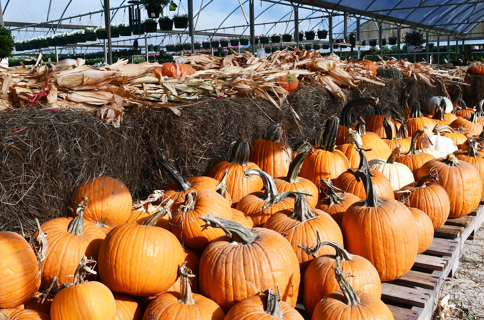 Our pumpkin patch is setup!... - Banting's Nursery Northshore | Facebook