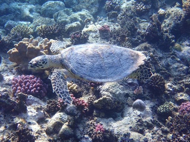 Turtle - 🌅🐢 Zahal Spotted Again in Fayrouz! 🌊 Another amazing encounter ...
