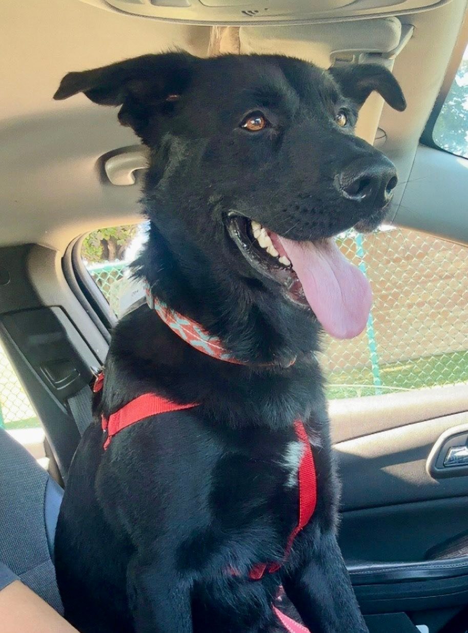Ready to meet your new best... - Chicagoland Lab Rescue | Facebook