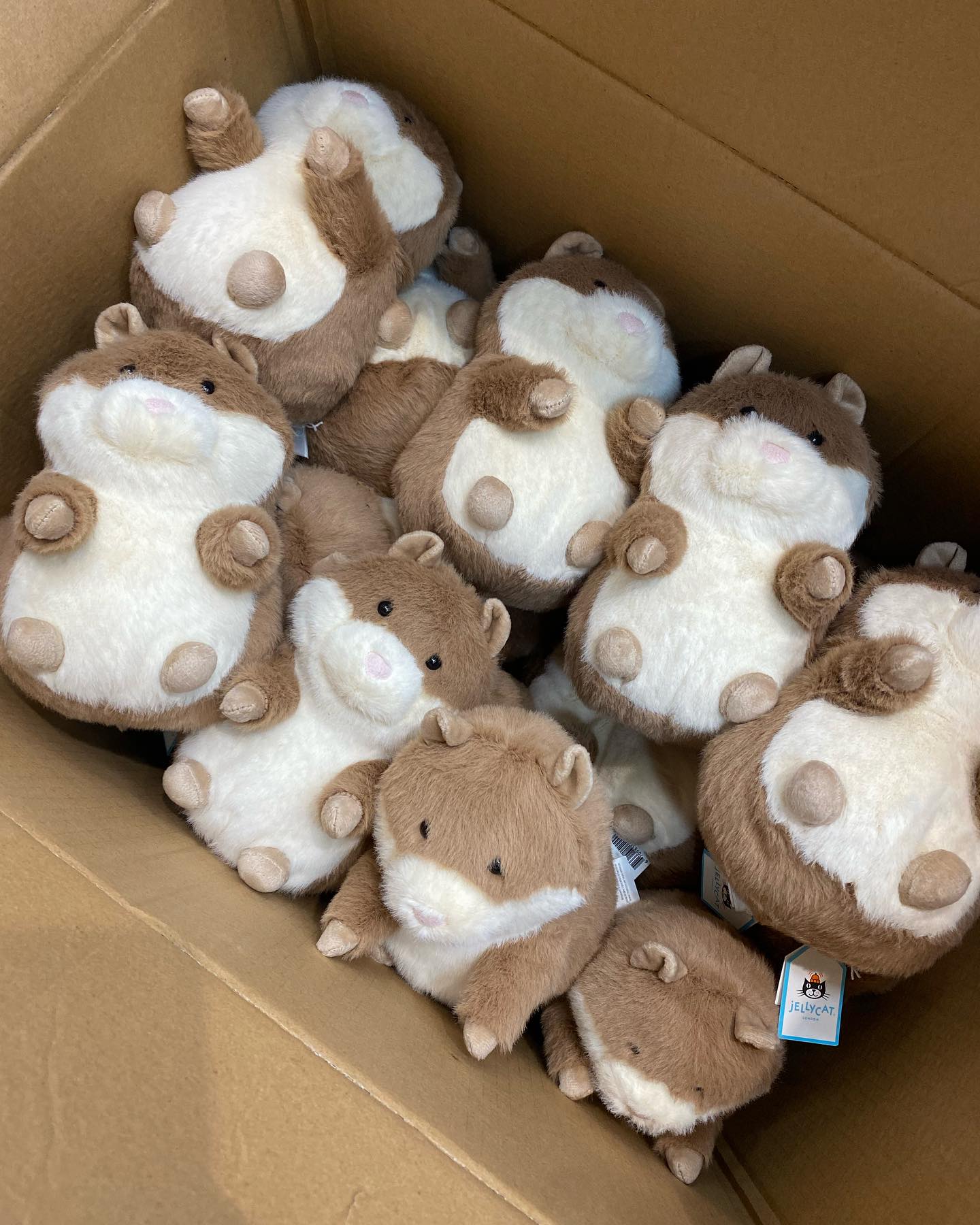 Jellycat Gordy Guinea Pig and Small bashful dragon ? are now both 
