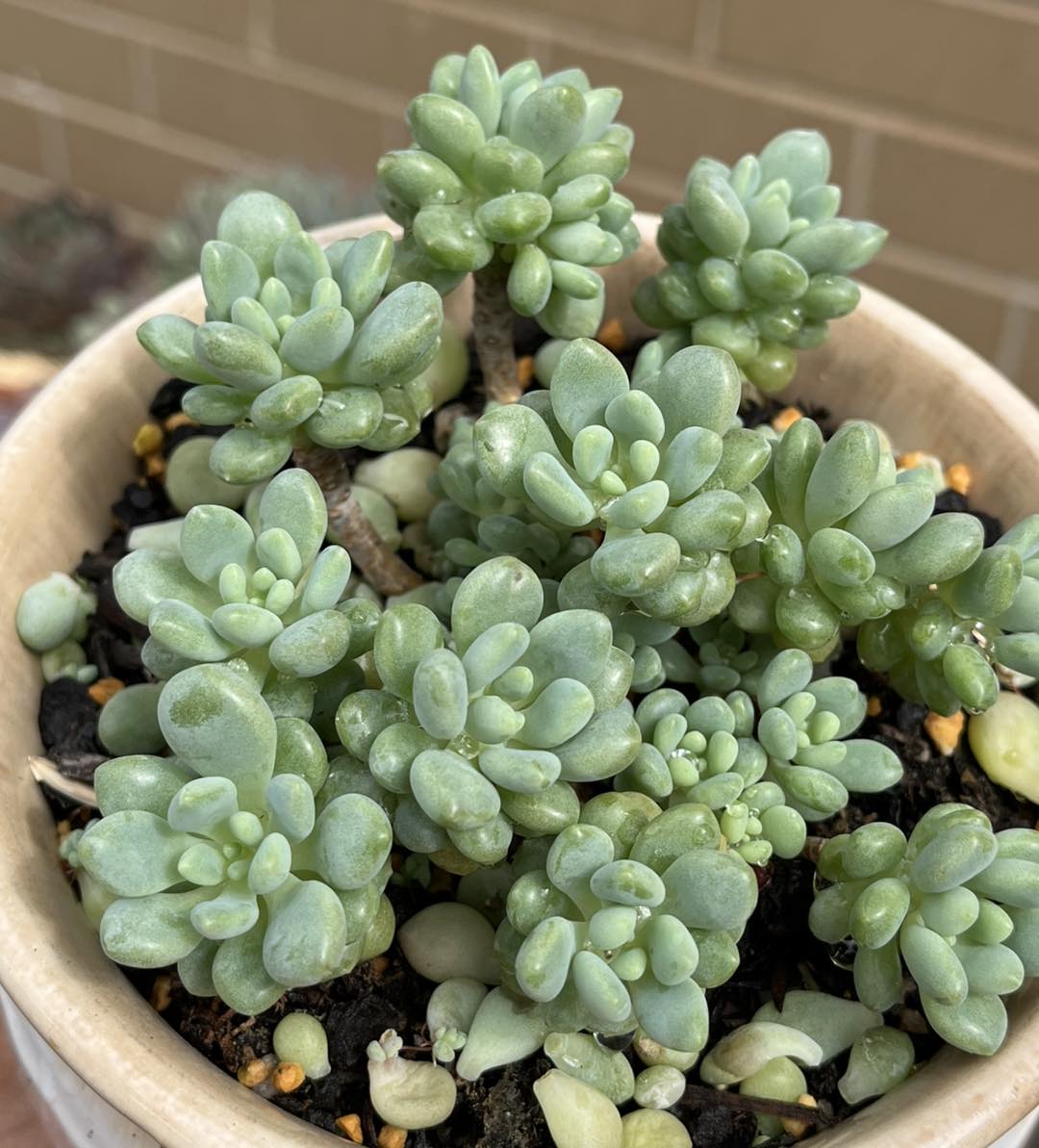 Jemsy - Pachyphytum daphne. Really hard to distinguish from sedum ...