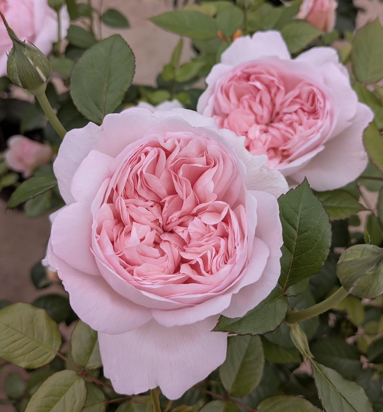 京成バラ園 - 京成バラ園 ローズショップにて、薔薇の和菓子 販売中