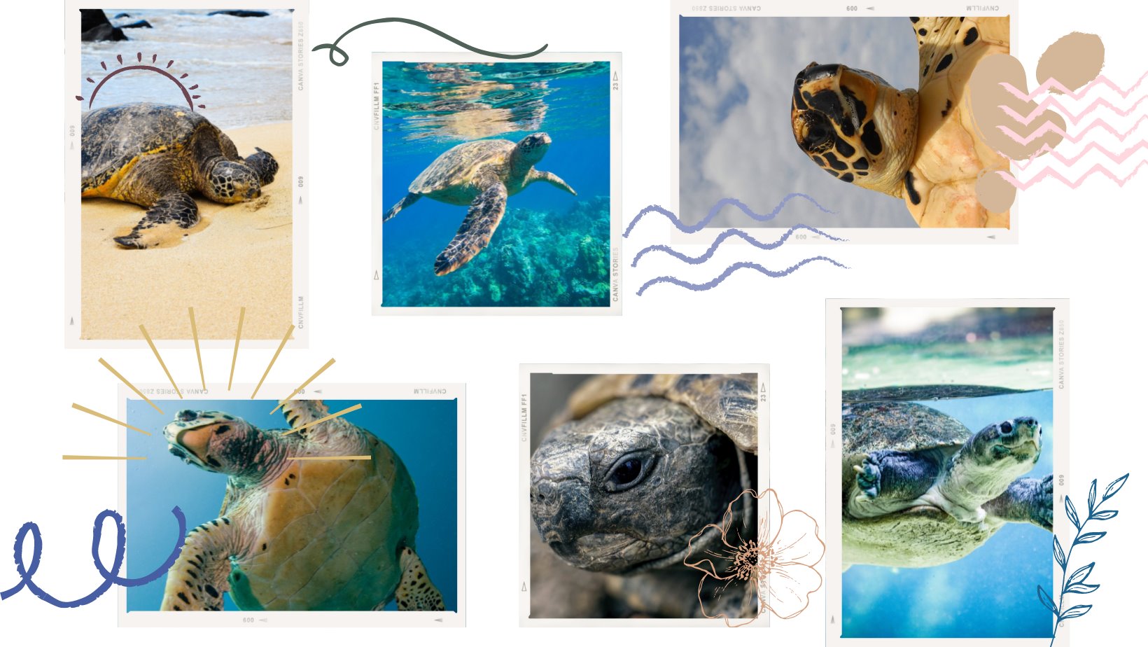 True Blue Turtles