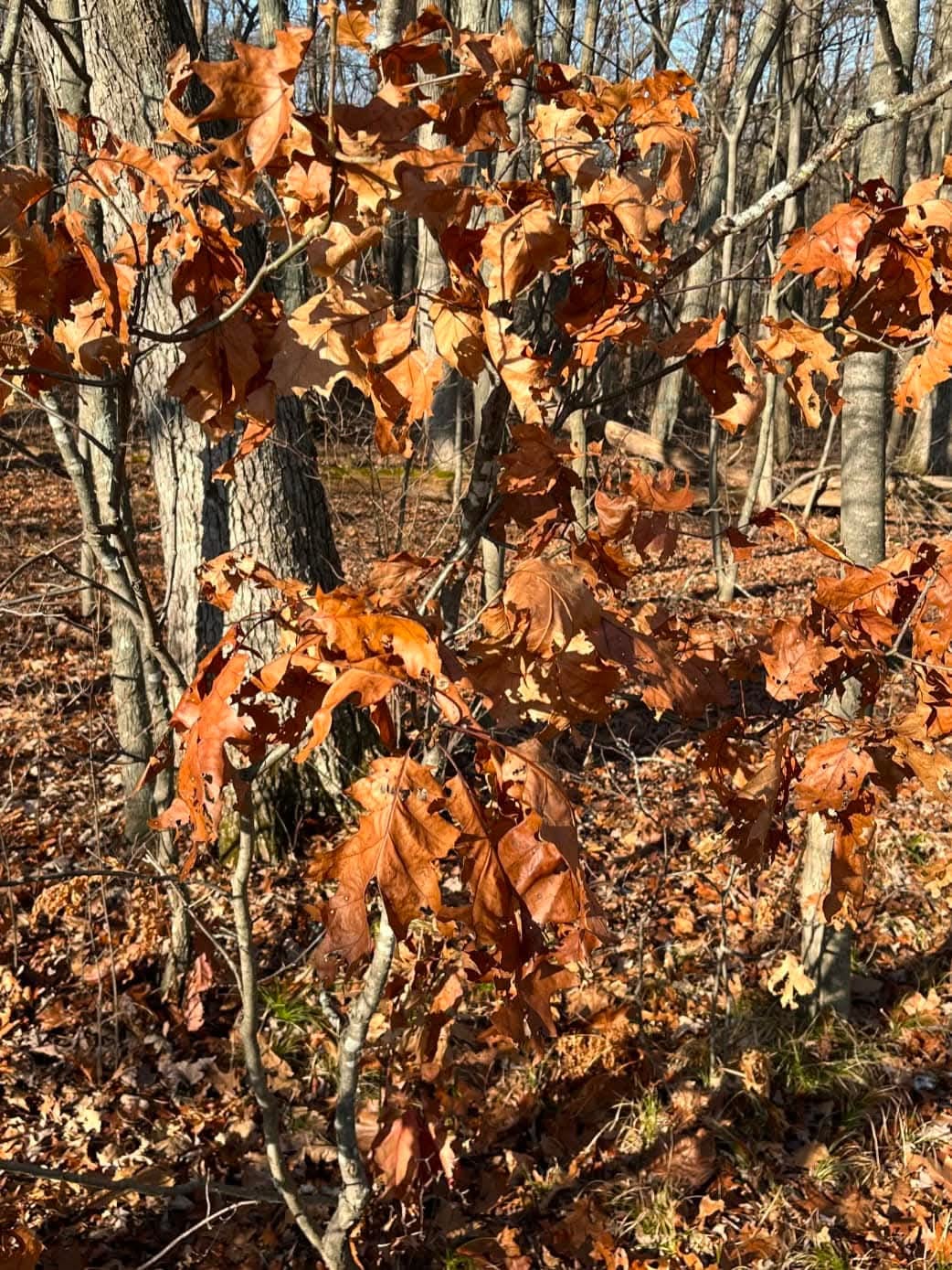 Why Do Oaks Hold Onto Their Dead Leaves?