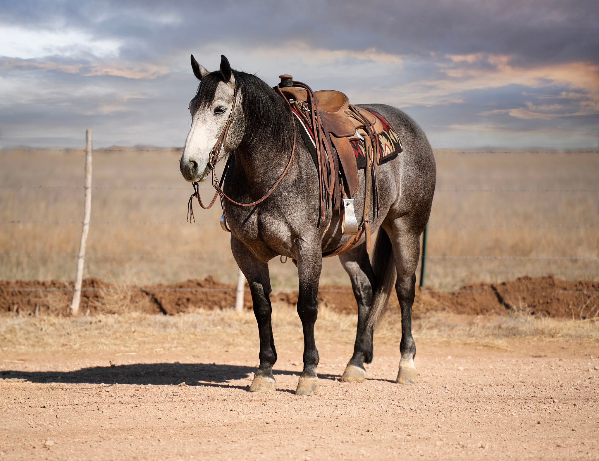 Congratulations, Post Malone, on your cool new horse!! His name is