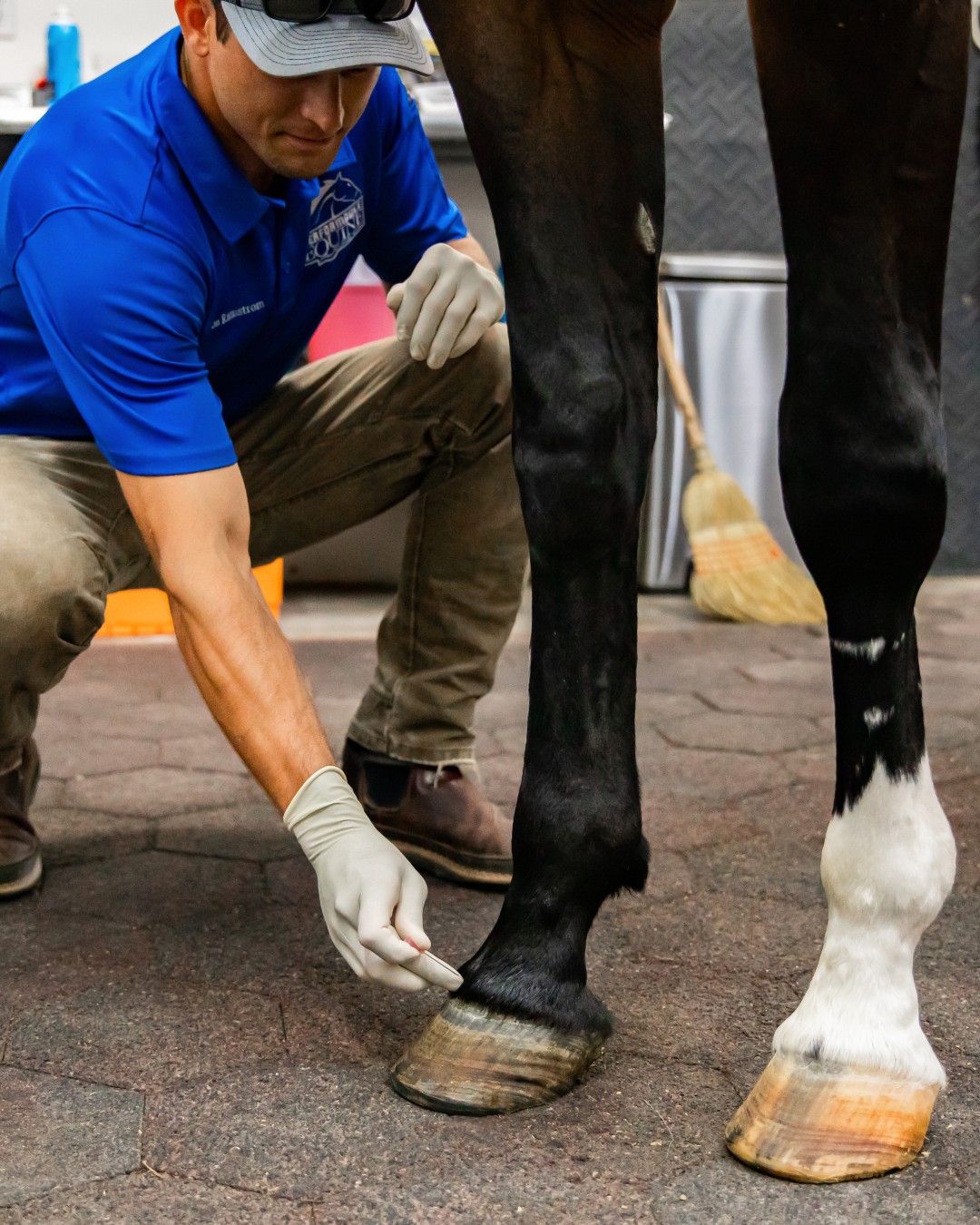 bpc 157 for horses How BPC-157 supports horse wound healing and recovery methotrexate toxicity rescue