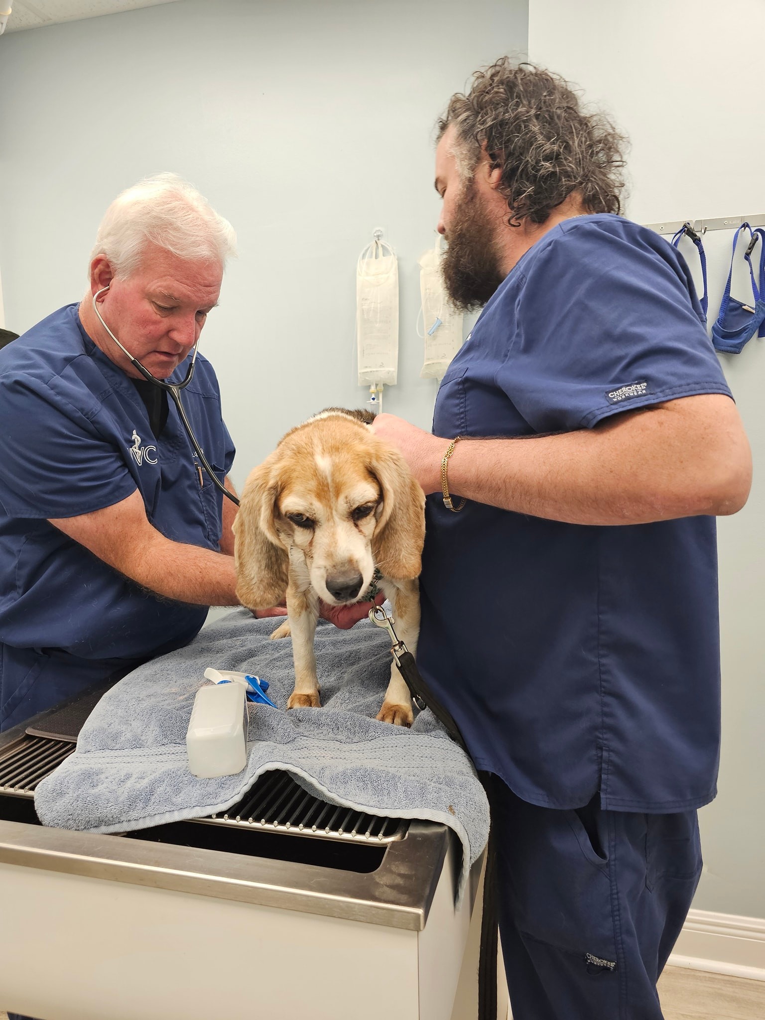 The Pet Cottage - 🐾 BJ the Beagle had his check-up with... | Facebook