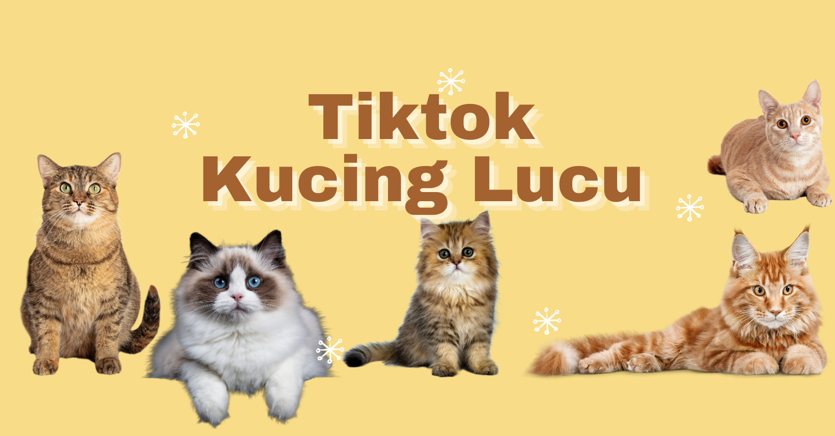 Tiktok Kucing Lucu Home Facebook