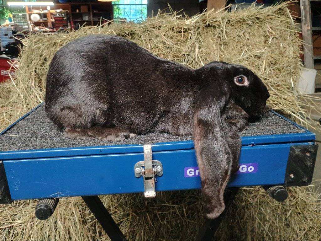 Little Woods Rabbitry