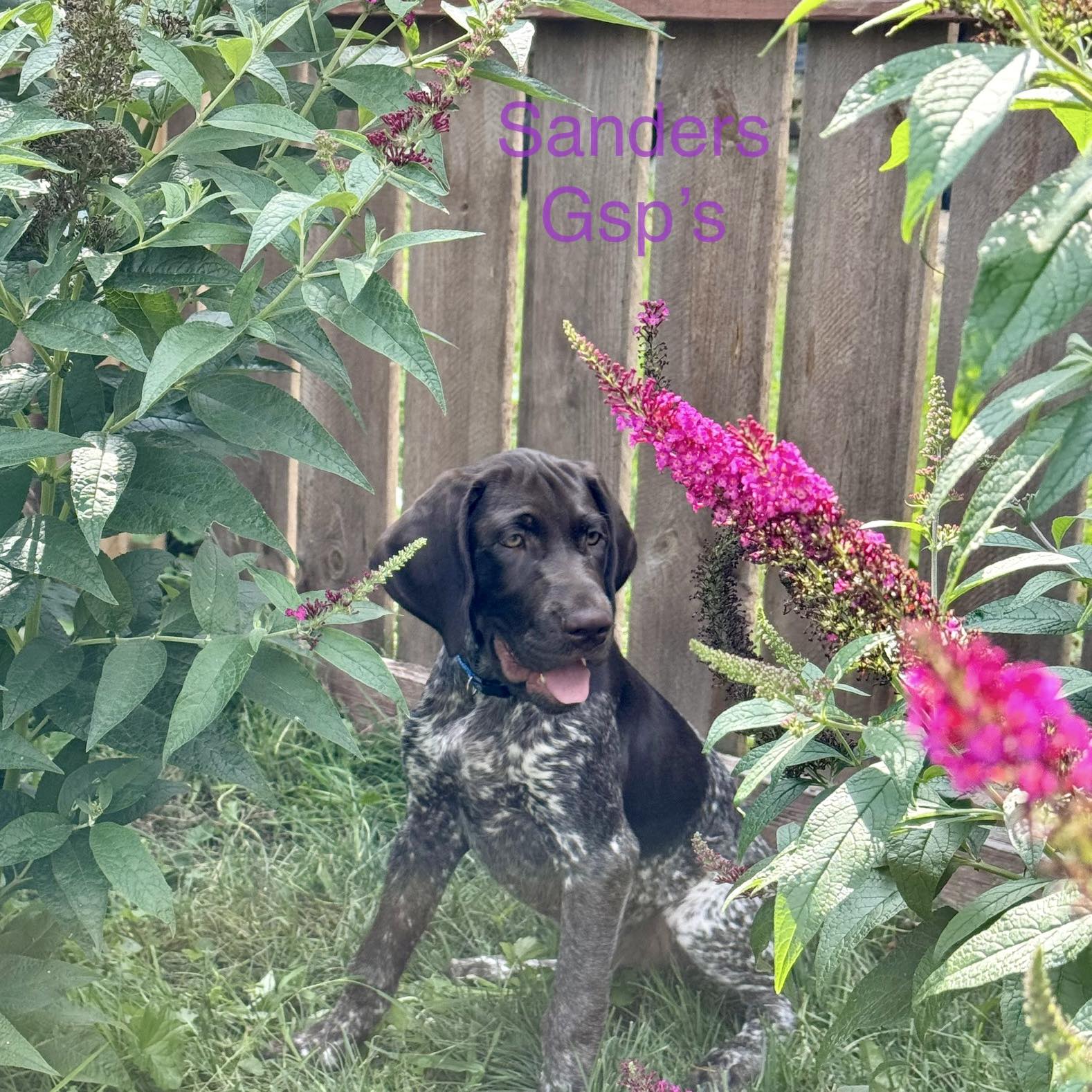 Sanders German... - Sanders German Shorthair Pointers