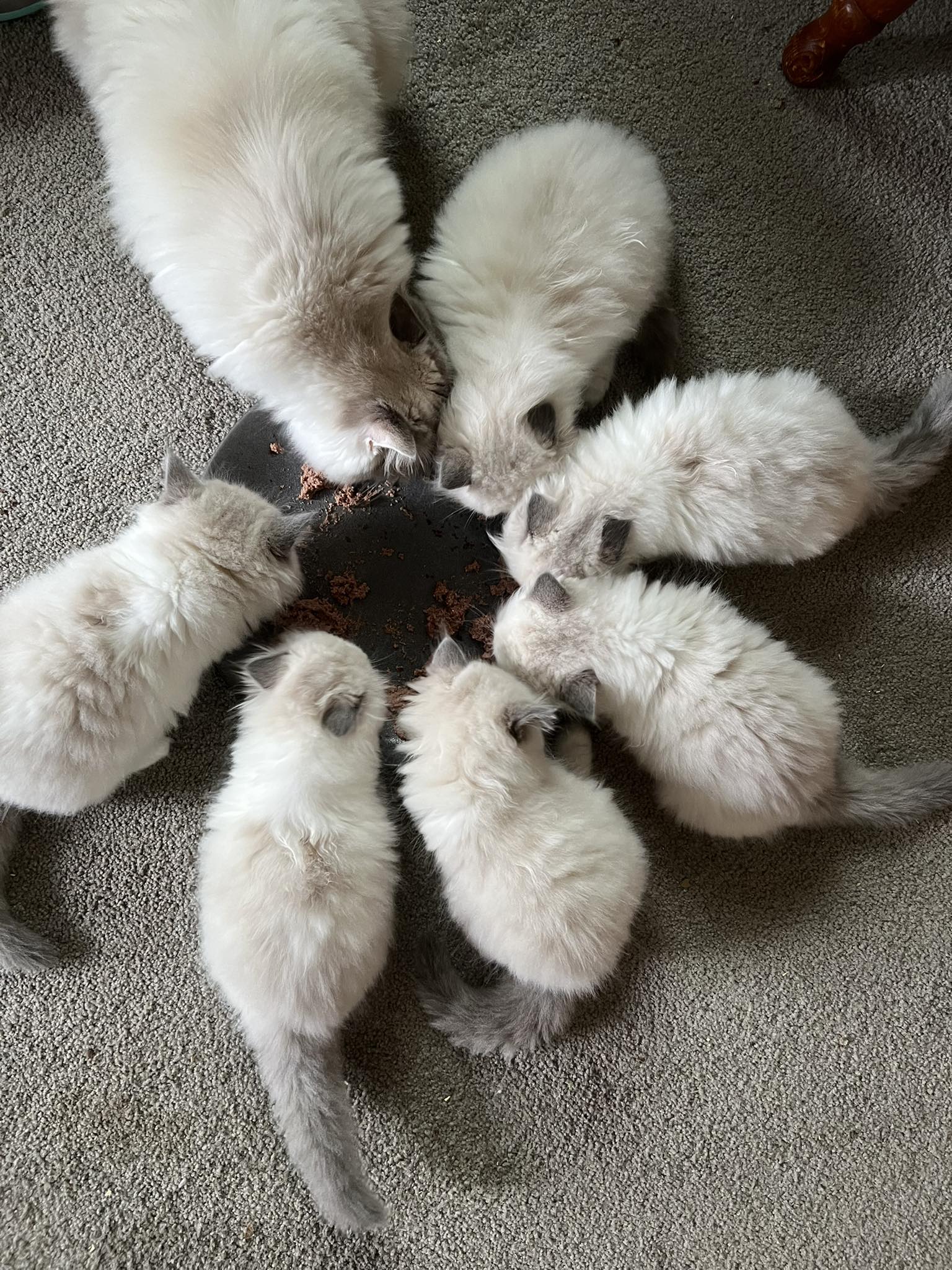 Ring of Fire Ragdolls | Geelong VIC
