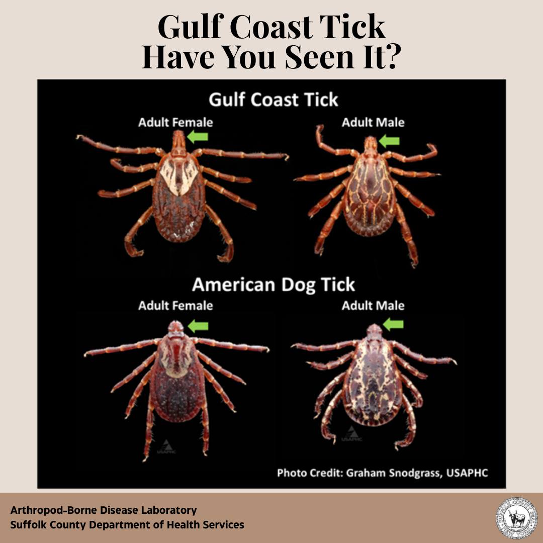 Suffolk - Help us find the Gulf Coast tick! The Gulf Coast tick is one ...