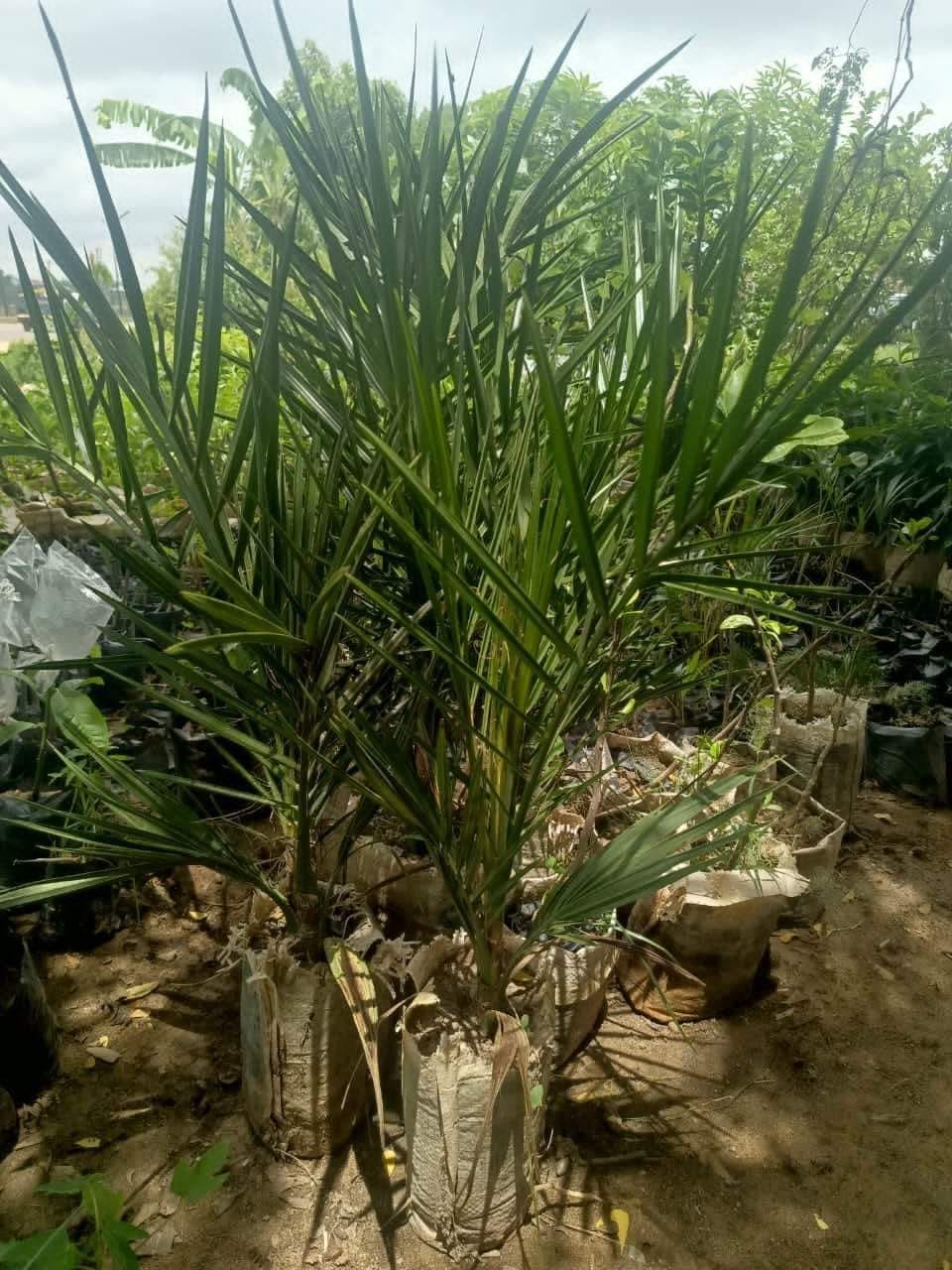 SAM AGRO Global Services