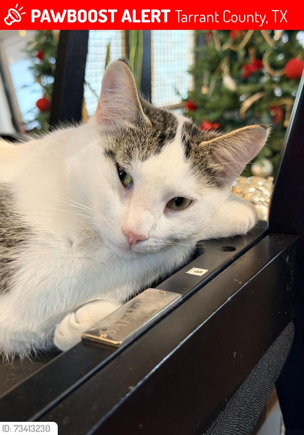 🚨 Venus was LOST TODAY in Tarrant County, TX 76123 near Crowley