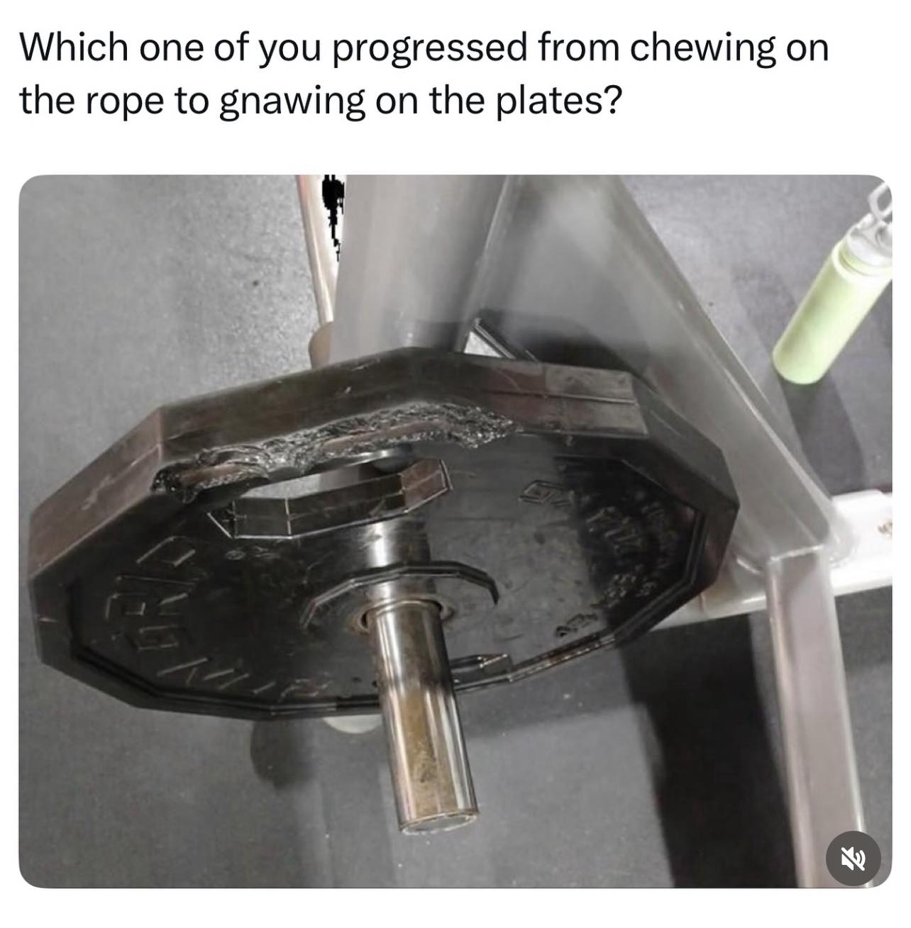 Gym Memes - Someone took ‘eat your weights’ literally. | Facebook