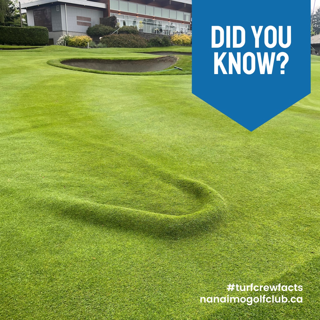 Nanaimo - 🚨 Turf Trouble! 🚨 Ever wonder what’s happening beneath the ...
