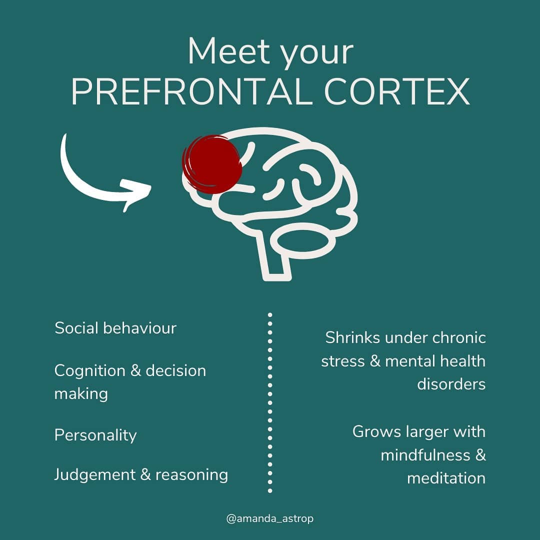 Meet your prefrontal cortex... - Amanda Astrop Naturopathy | Facebook