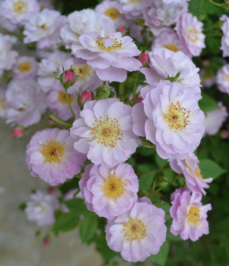 予告】 ＼🪭 新春初売りのお知らせ🎍 ／ 2026.1.2（金）〜 2026.1.3