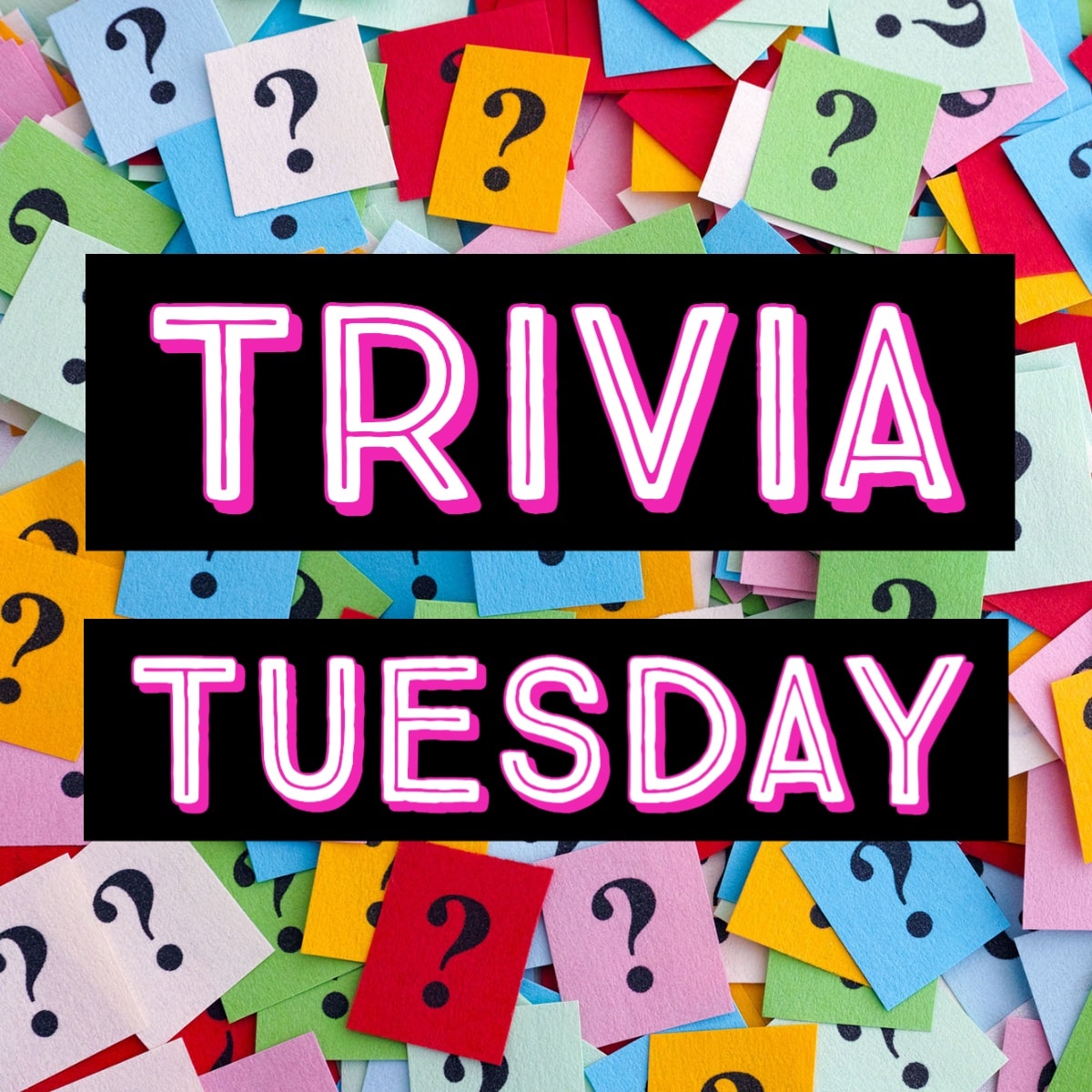 British - 🐷 Trivia Tuesday! 🐷 Did you know? The Kunekune pig takes its ...