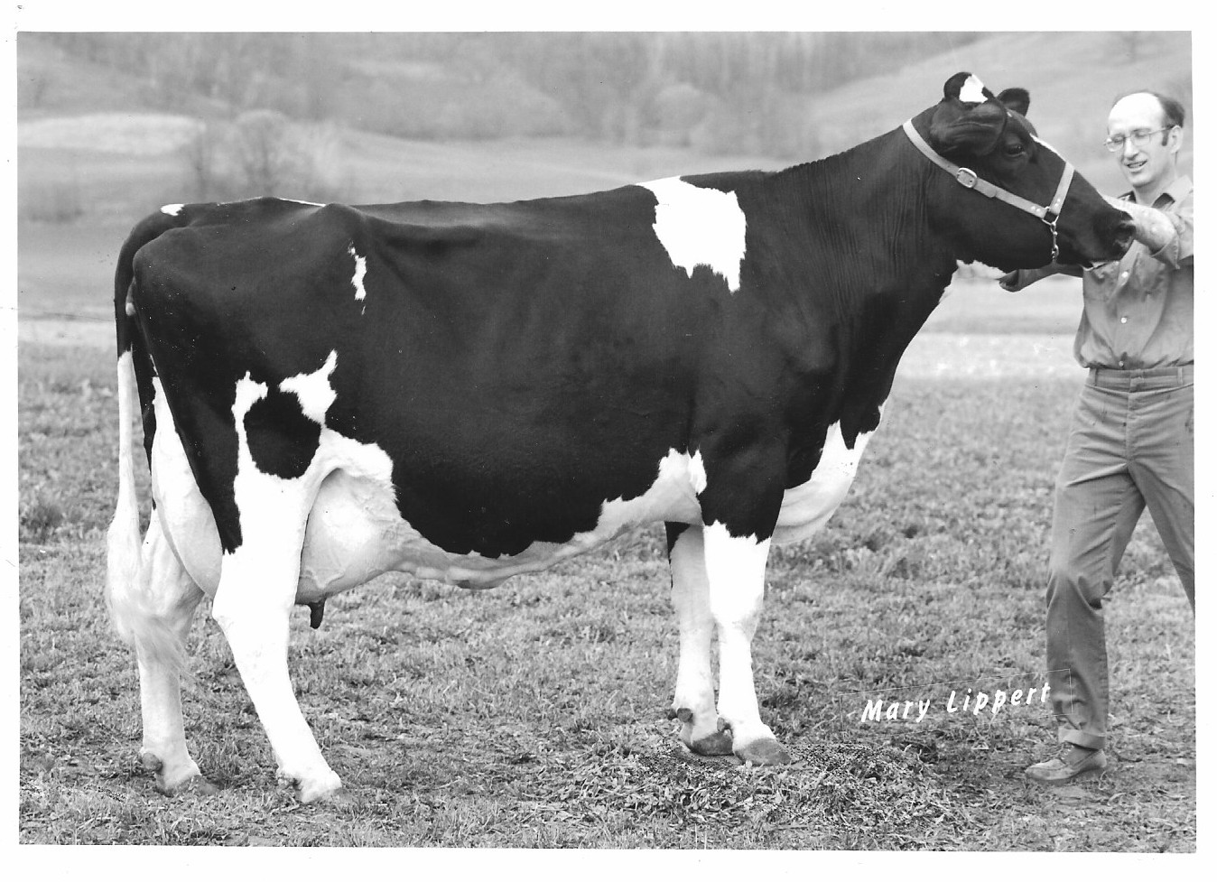 Legendairy Holsteins &... - Legendairy Holsteins & Swiss