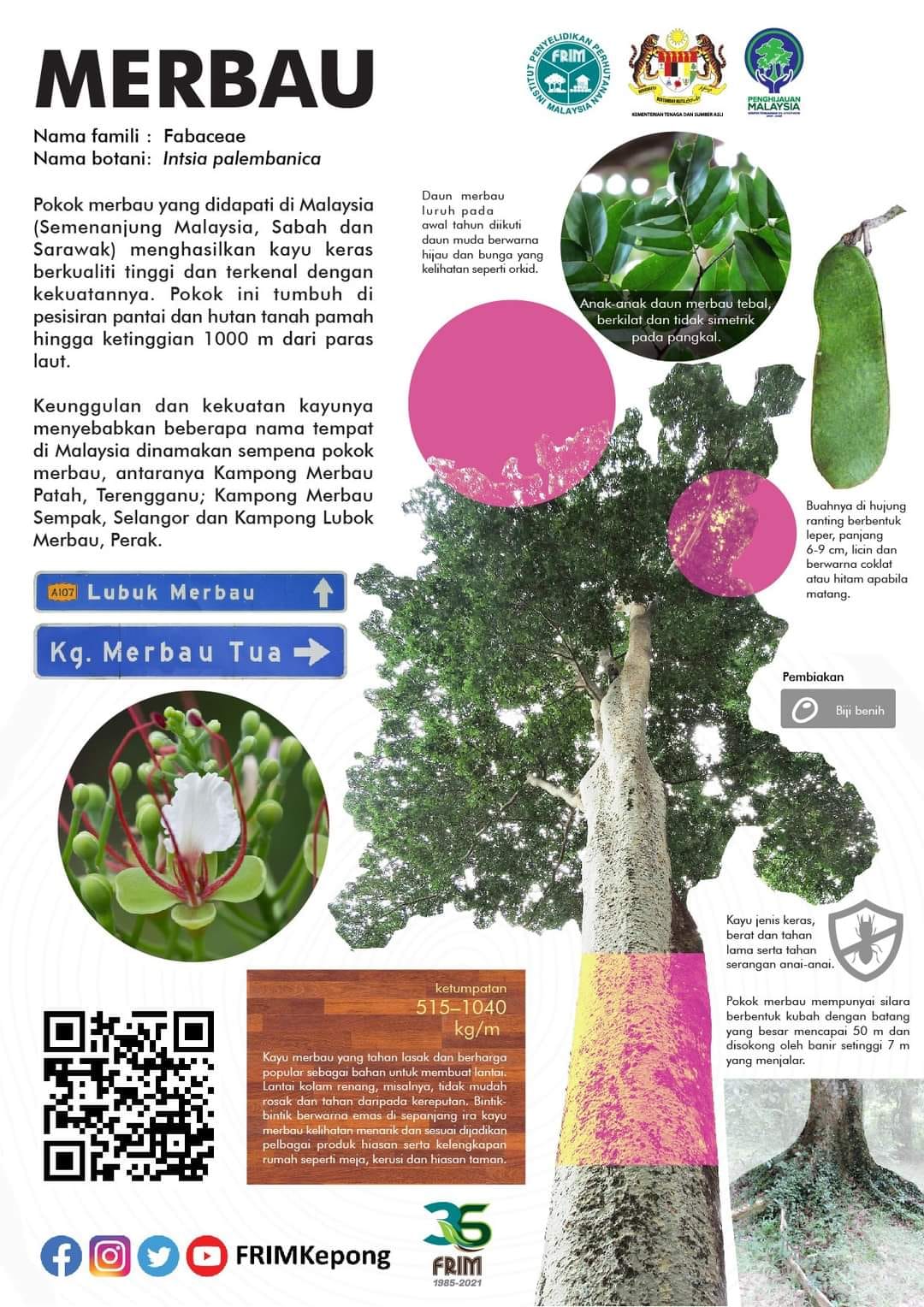 🌳KENALI POKOK KEBANGSAAN🌳🇲🇾... - Perpustakaan Pekan Semenyih