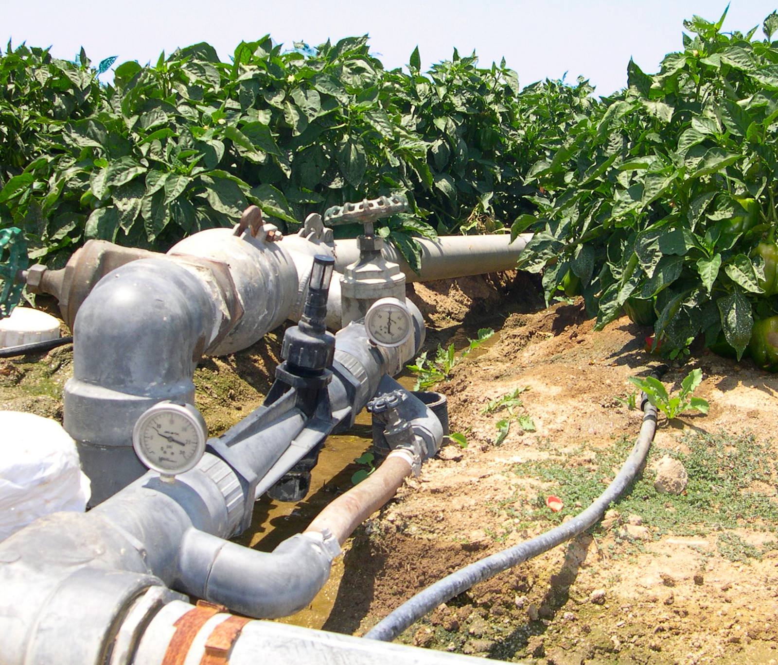 Toro Ag - Chemical injection can help your drip irrigation system do ...