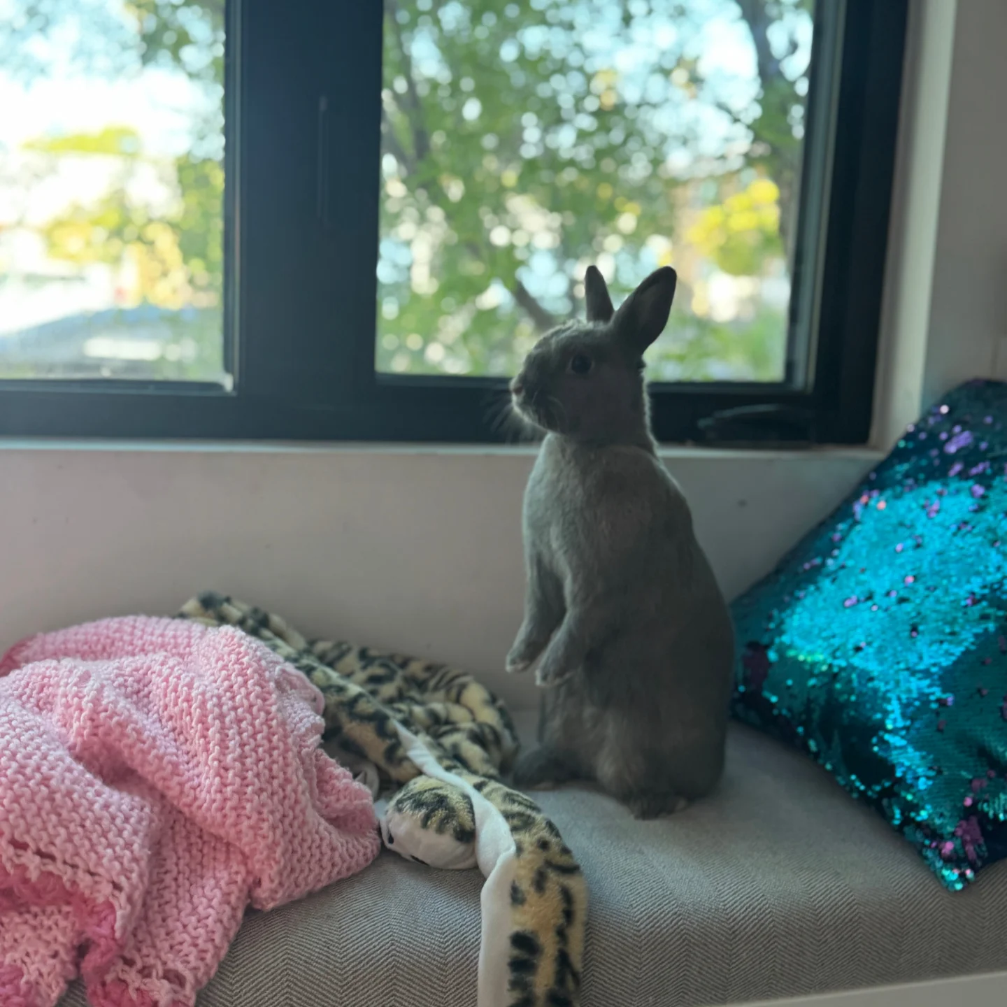 Los Angeles Rabbit Foundation
