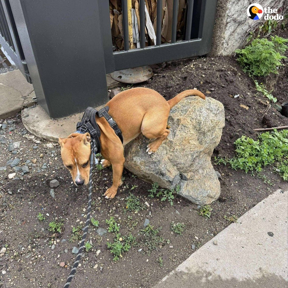 The Dodo - Ted loves pooping on rocks 💩 What's your dog's most unique ...