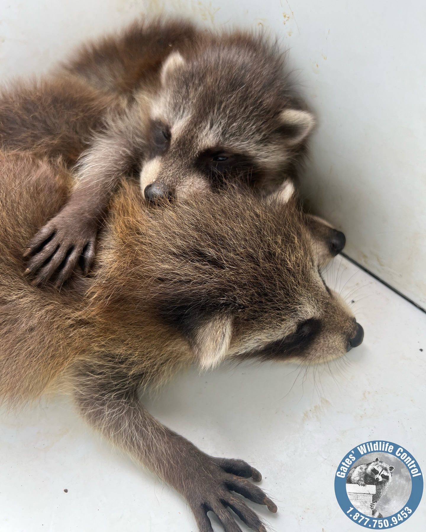 Gates - Double Trouble 🦝 Raccoon siblings stay together for up to a ...