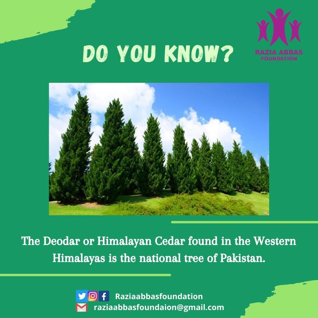🌲🌲 *National Tree of Pakistan... - Razia Abbas Foundation | Facebook